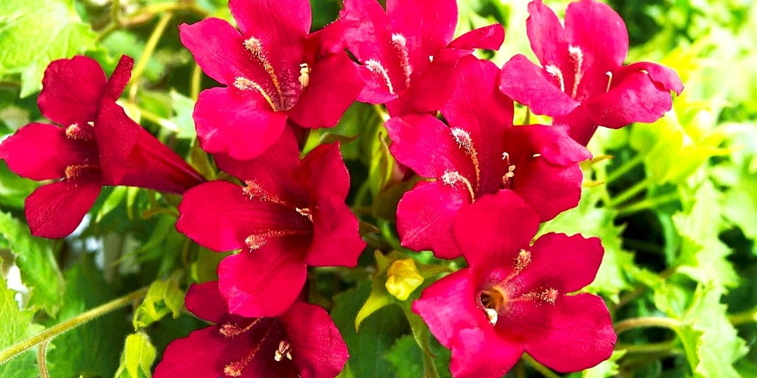 Долгоцветущая лиана редкой красоты и неприхотливости для сада и дома