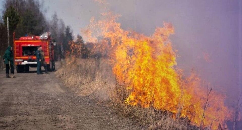    Комитет лесного хозяйства Московской области