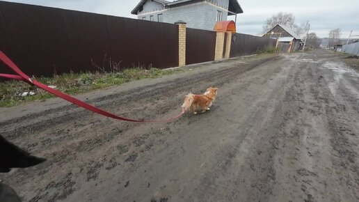 Джина | Тотошка | Черкесик на прогулке 🐶 ❤️