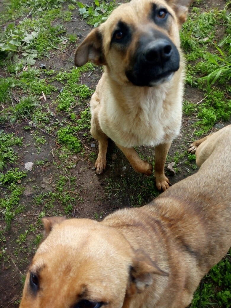 Тут им около 1.5 года. 