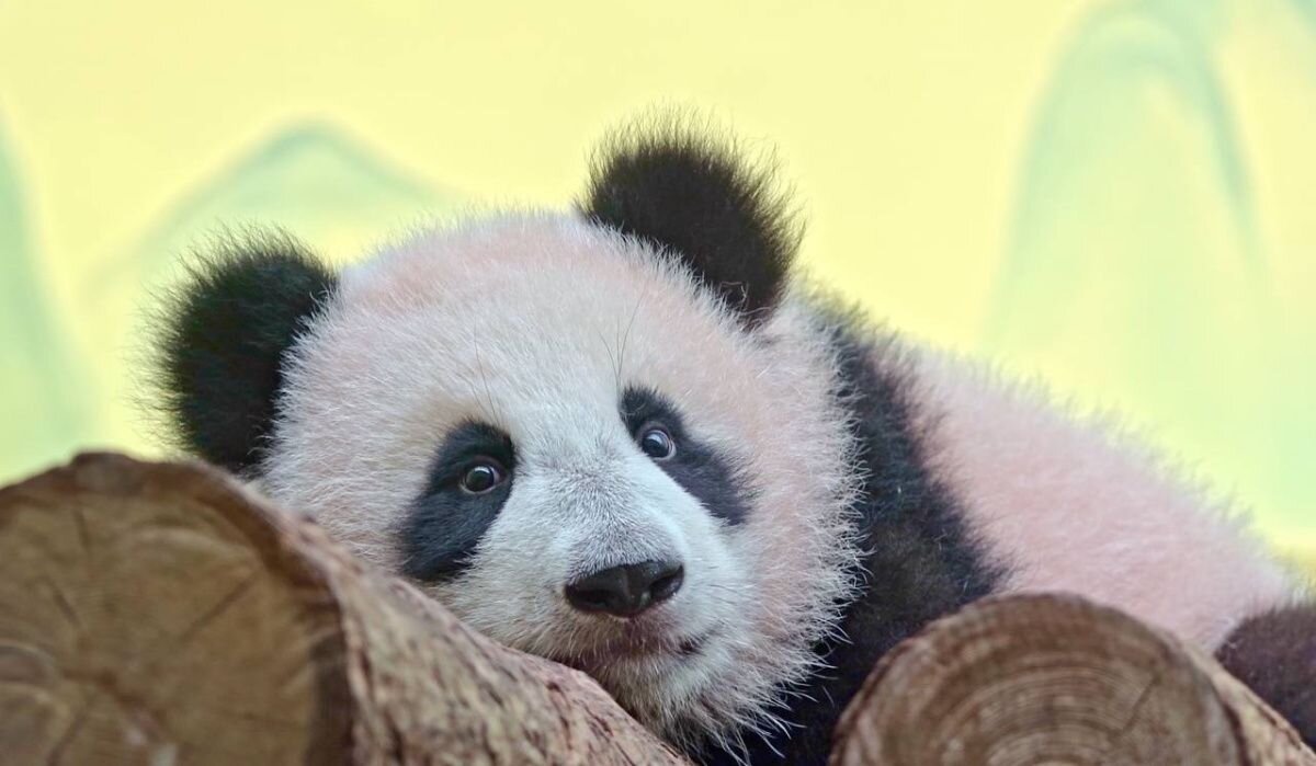     Панда Катюша. Источник: @Moscowzoo_official Автор фото: Московский зоопарк