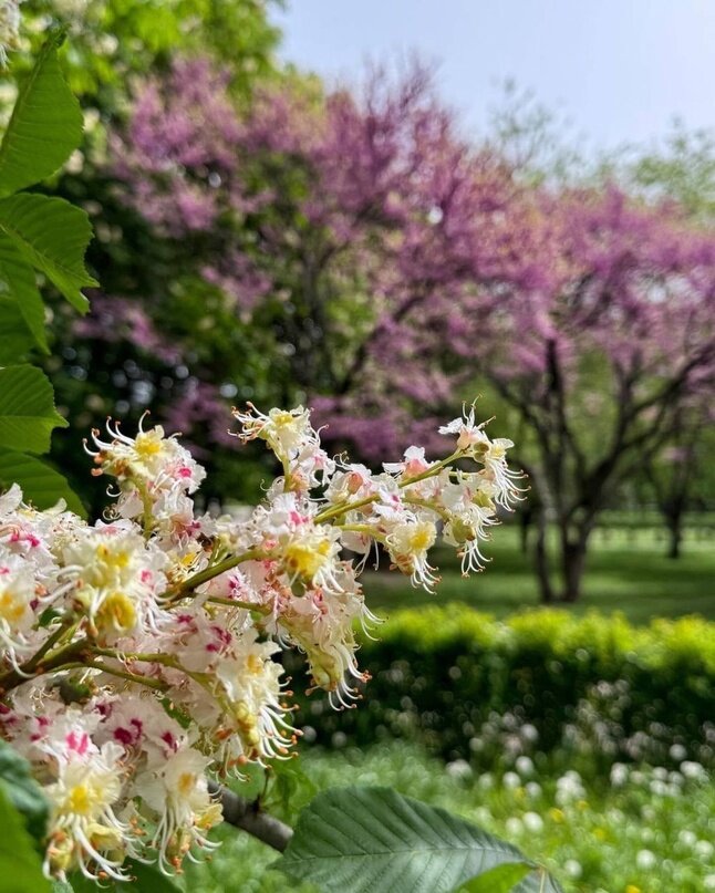 Во всю цветут мои любимые каштаны.