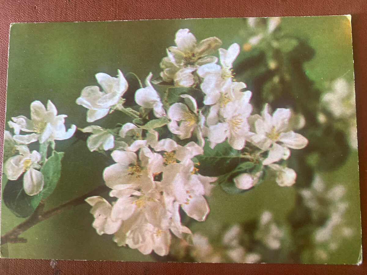 Из личной коллекции 