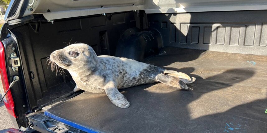    Telegram-канал Nerpa Spb.