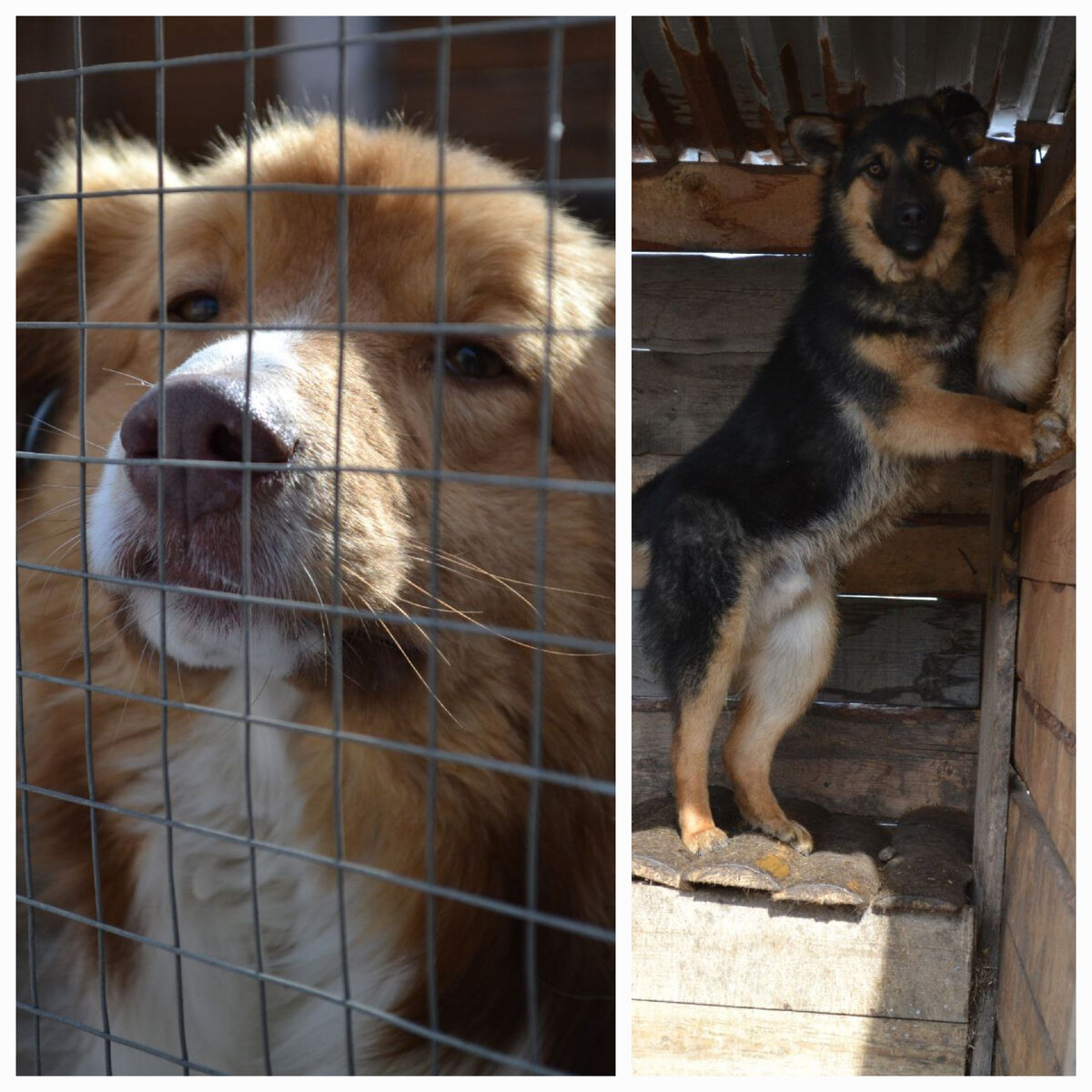 Наши красивые питомцы