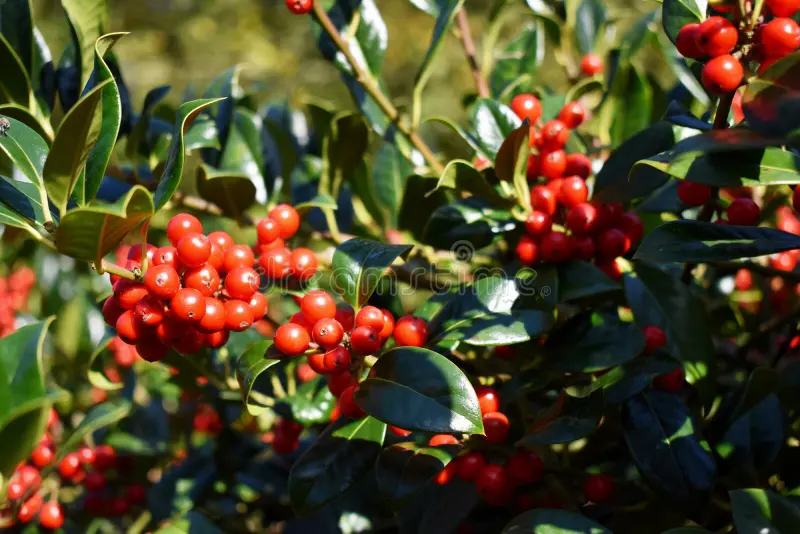 Яупон остролистный, или падуб чайный. Листайте вправо, чтобы увидеть больше фото. Фото (здесь и далее): Яндекс. Картинки.