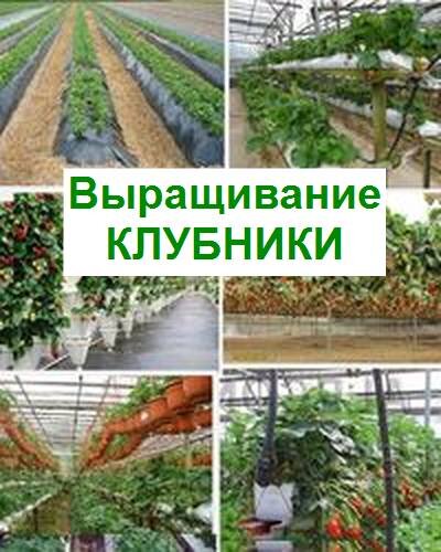 технология выращивания клубники