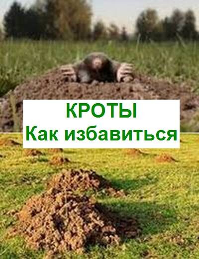 Как избавиться от кротов на садовом участке