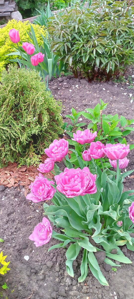 Тюльпаны во дворе