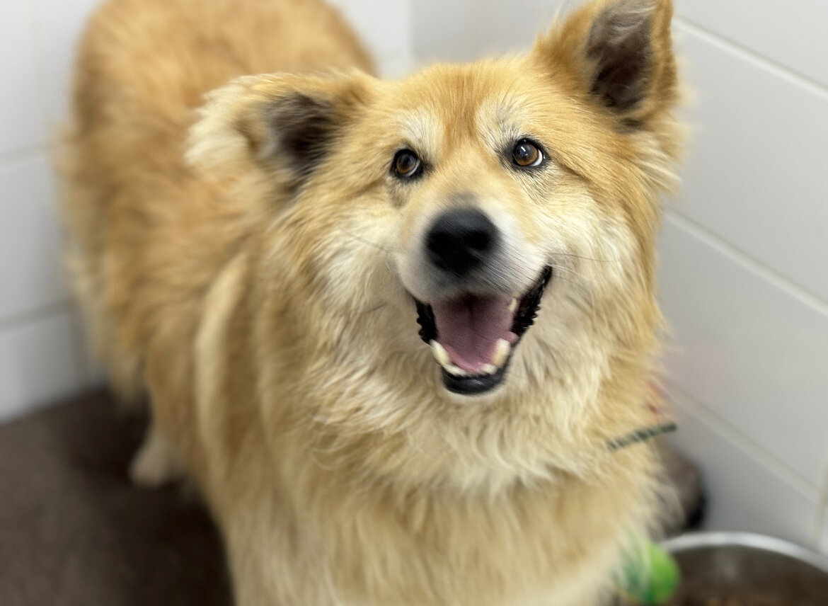 Лисенок ❤️