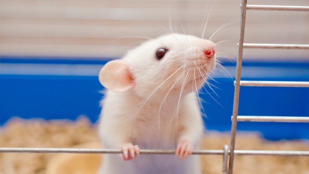    Фото: Shutterstock