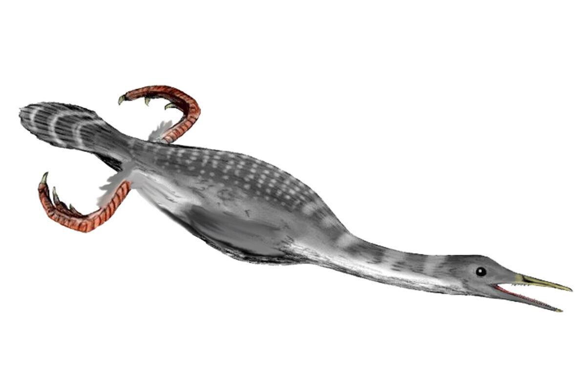 Вы видите крылья? А их нет.