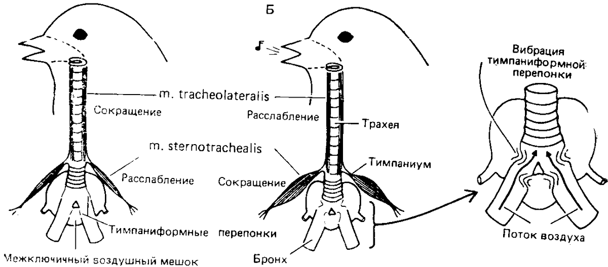 Трахея птиц. Строение трахеи голубя. Строение гортани птиц. Строение гортани певчей птицы.