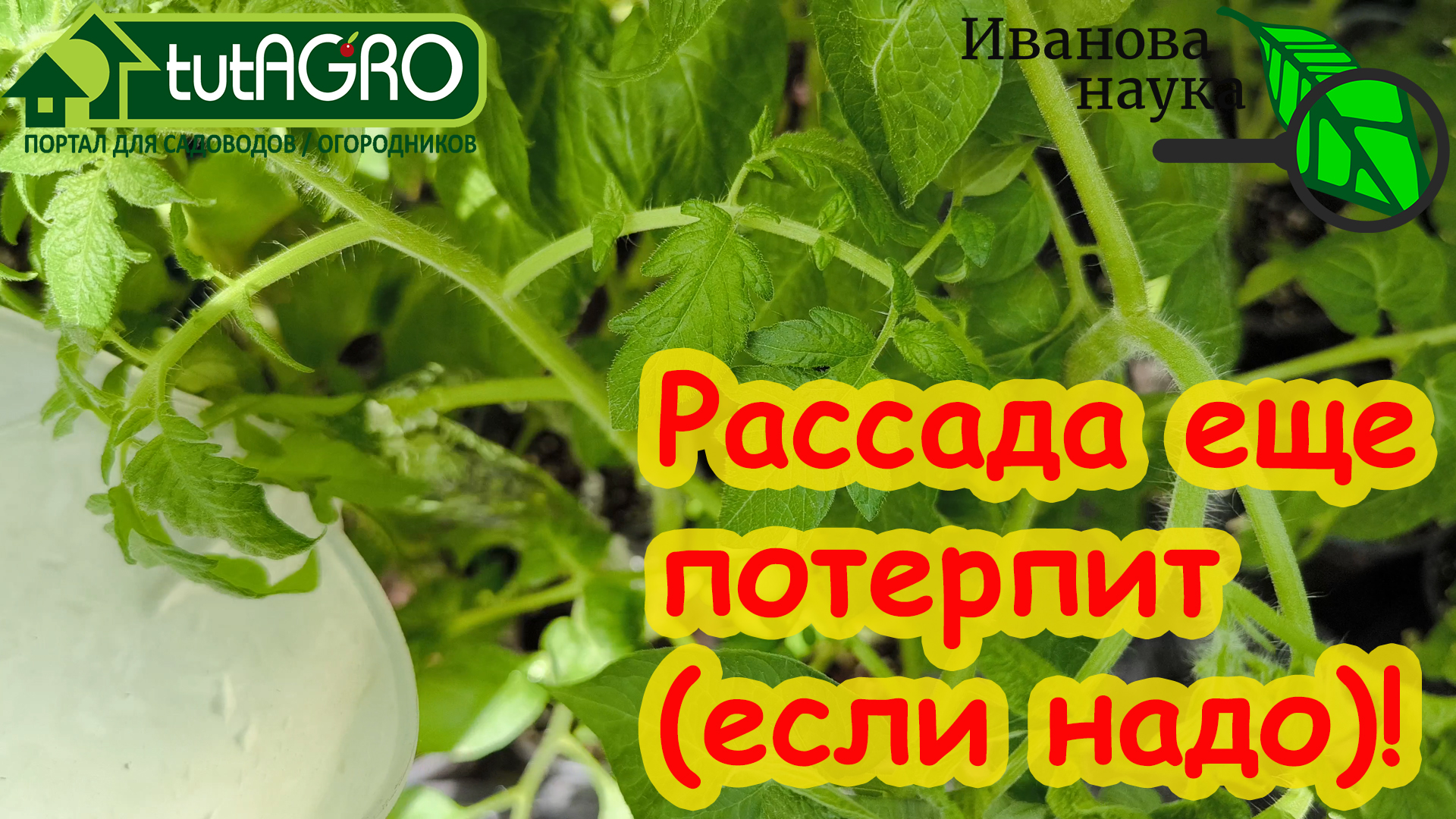 РАССАДА ПОТЕРПИТ ЕЩЕ 2 НЕДЕЛИ ДОМА, если полить ее этим раствором.  Тринитратный раствор для рассады.