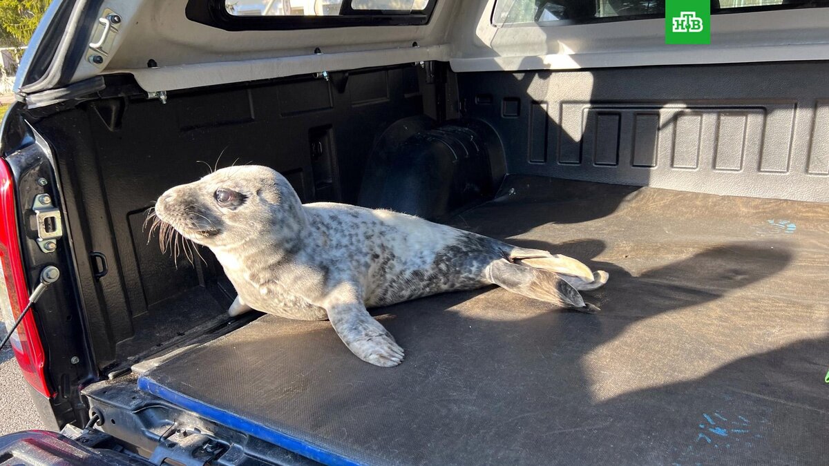    Фото: sealrescue / vk.com