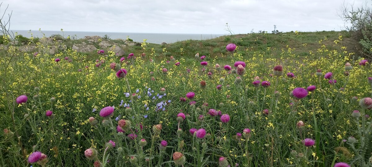 Полевые цветы на берегу моря
