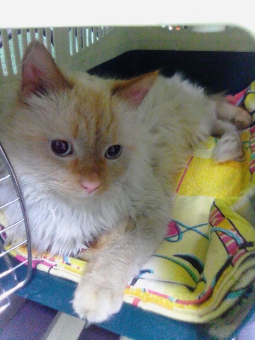 Камыш в ветклинике ждет результаты крови