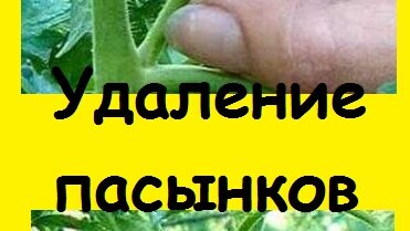 Первое ПАСЫНКОВАНИЕ ПОМИДОРОВ В ТЕПЛИЦЕ, не ожидала, что придется делать это уже в апреле