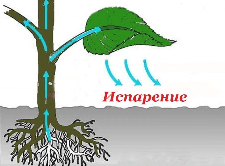Транспирация деревьев. Транспирация деревьев