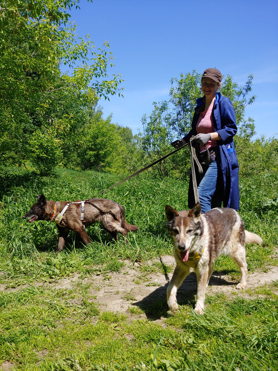 По всему видно, что прогулка на шлейке доставляет радость и собакам и волонтеру (на фото слева направо: Ласка, Катя, Зита)