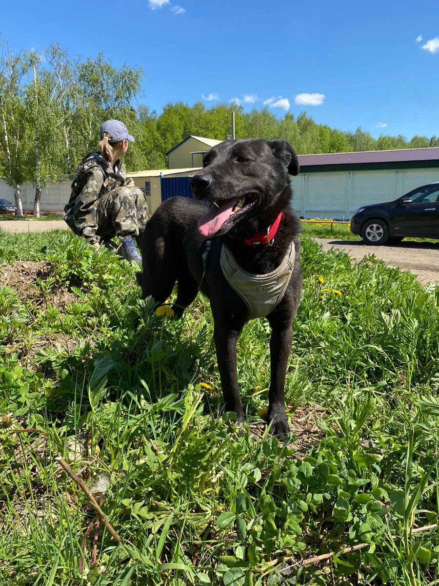 Мишель радостно следует в лес в компании своего брата, сестренки и любимого юного волонтера Дианы:)