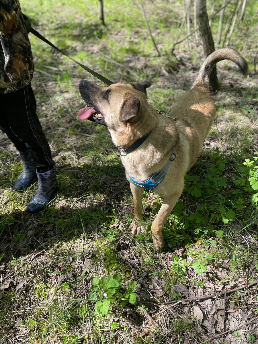 Ричи совсем не против надевать шлейку на прогулку - так намного удобнее бегать и резвиться)