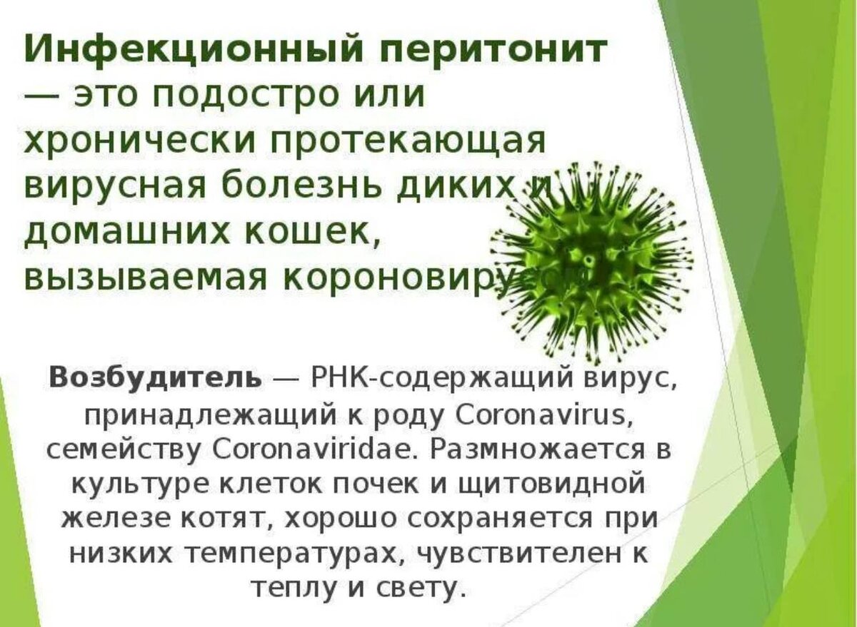 Положительный фип. Коронавирус возбудитель заболевания. Вирус инфекционного перитонита кошек. ФИП вирусный перитонит кошек.