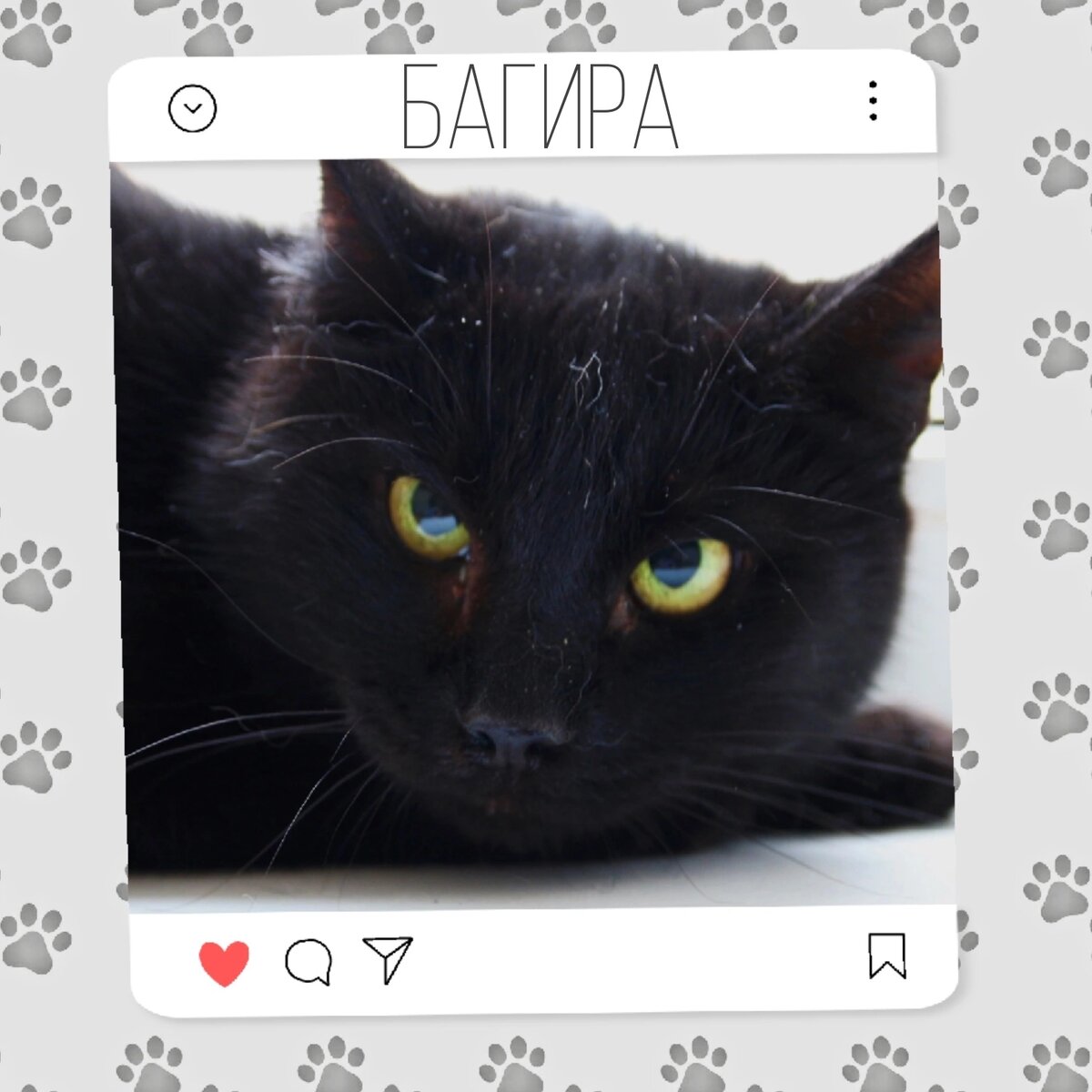 Кошка Багира мечтает о доме 🐈‍⬛😻 | Приют 