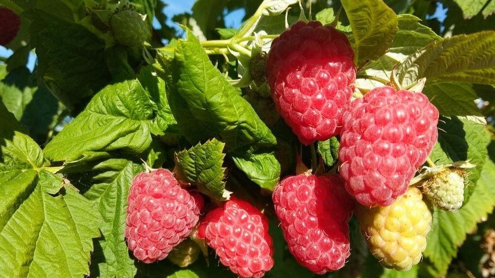 Малина в саду крупная и сочная