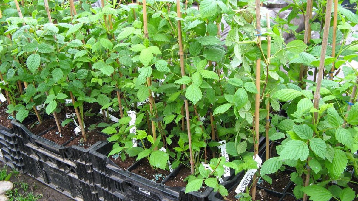 Саженцы малины в питомнике