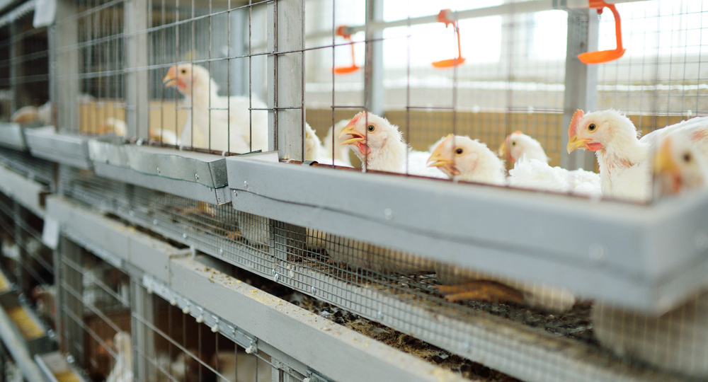 Условия содержания бройлеров. Как подготовить курятник к их покупке