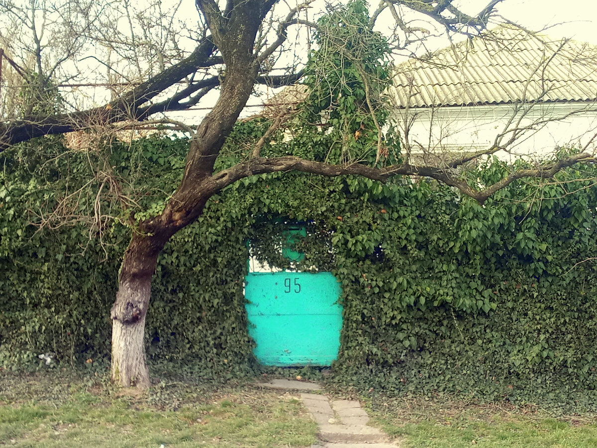 Плющ у нас растёт  как дикий, так и декоративный- садовый. Люблю такие дворики в Новороссийске