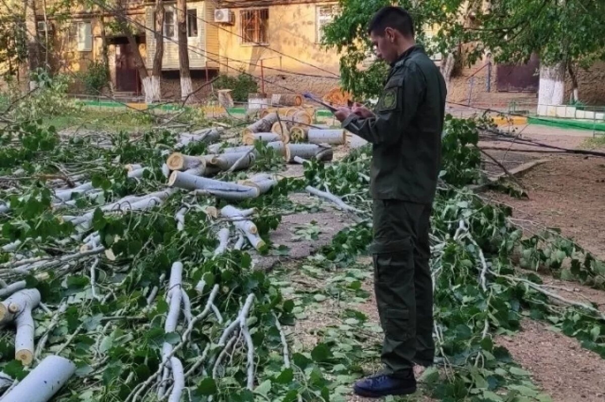    В больнице скончалась девочка, на которую упало дерево в Астрахани