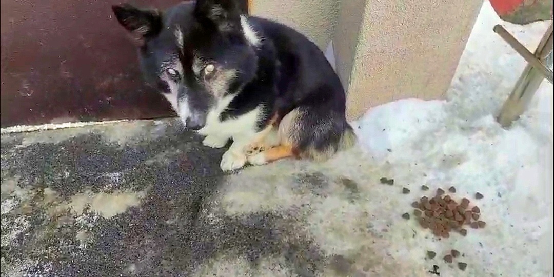 Старый и слепой пёсик зимой на крыльце у магазина ждал что его заберут домой... Но никто не приходил за ним.