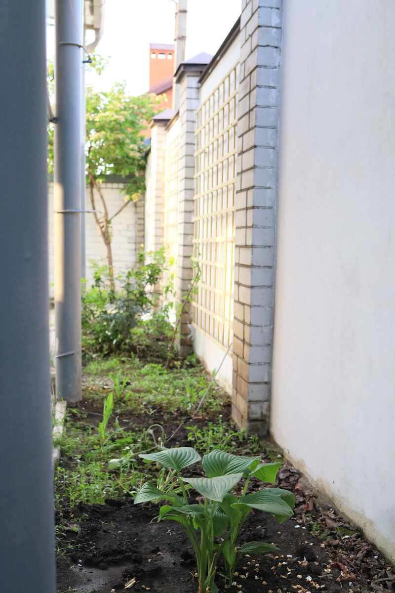 Вот он БОКОВНИЧЕК , теперь с хостой