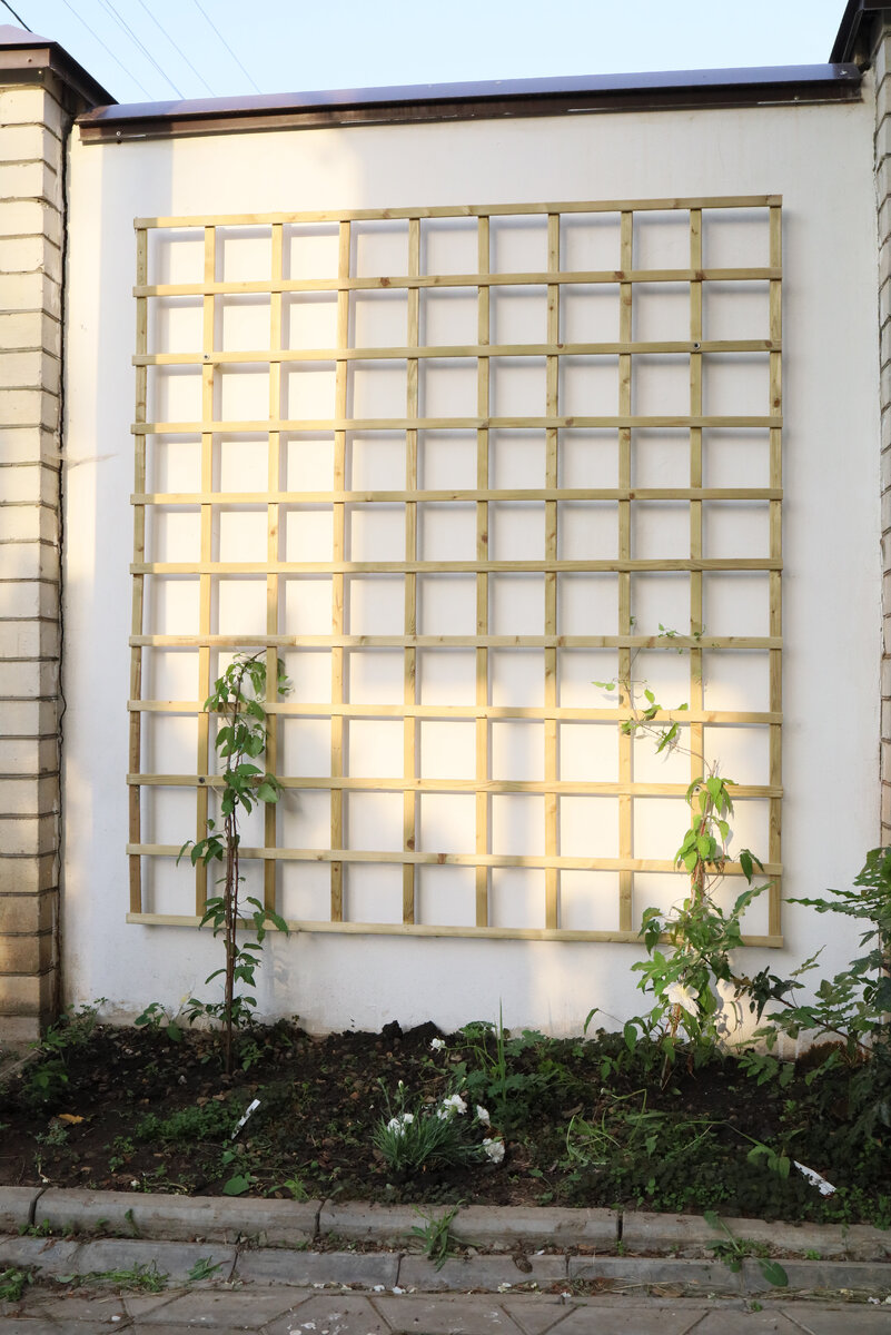 Два белых клематиса