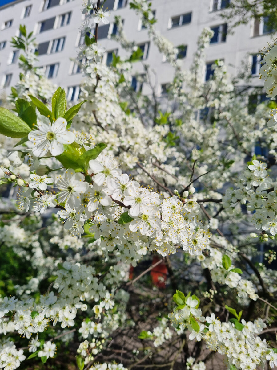 Один раз в год сады цветут..