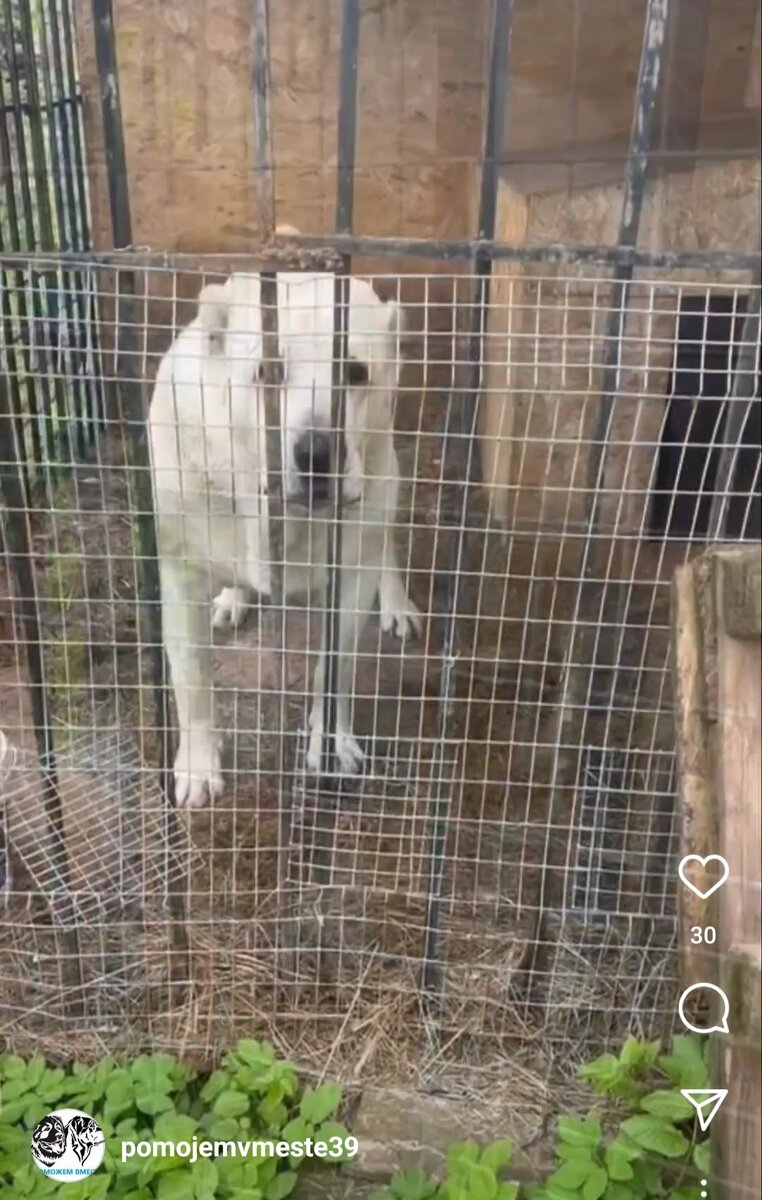 Это Барон, никому не нужный алабай 5 лет