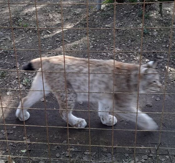 Рысь Дуся / экоотель "Романов лес"