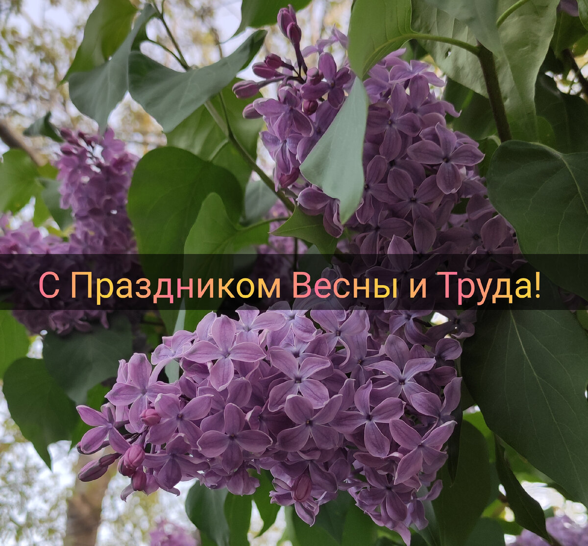 Сирень, кстати, один из символов мая