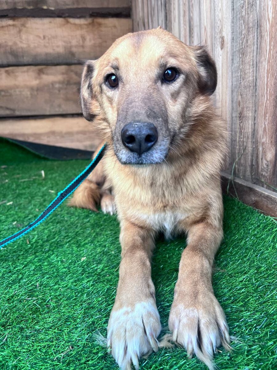 Одна из кураторских собачек нашей семьи. Собачка молодая, добрая и ласковая, она стерилизована и в ближайшие дни будет привита комплексной прививкой, ей очень нужны ответственные хозяева. Проживает в приюте Ананда в Бурятии, доставка в другие регионы страны возможна РЖД