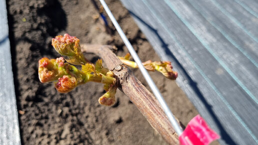 Первая обработка виноградника от антракноза и подготовка био подкормки ...