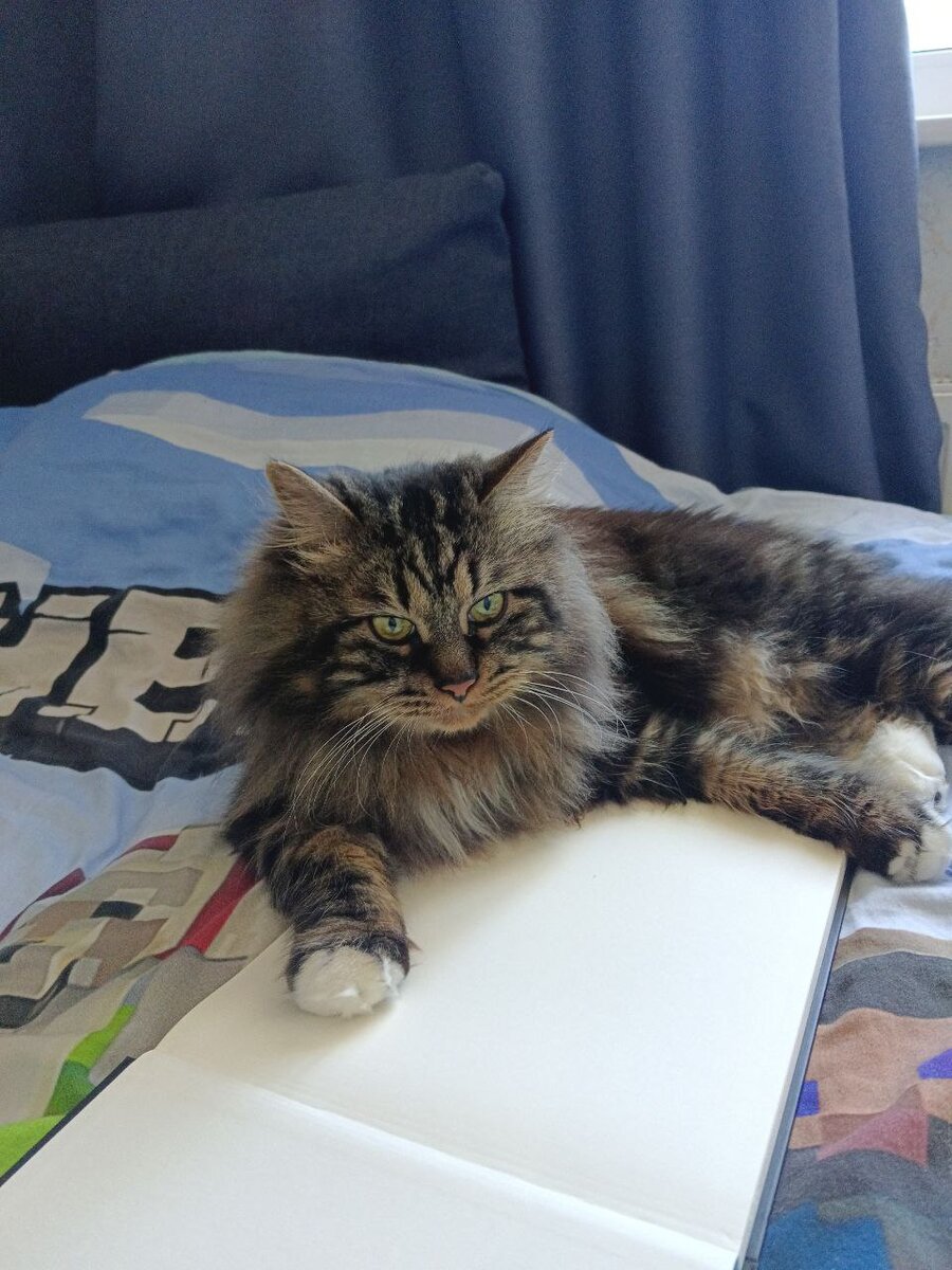 Шико и скетчбук