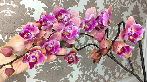 Вечерний осмотр орхидей Да ладно! Три цветоноса на огромной орхидее 👀