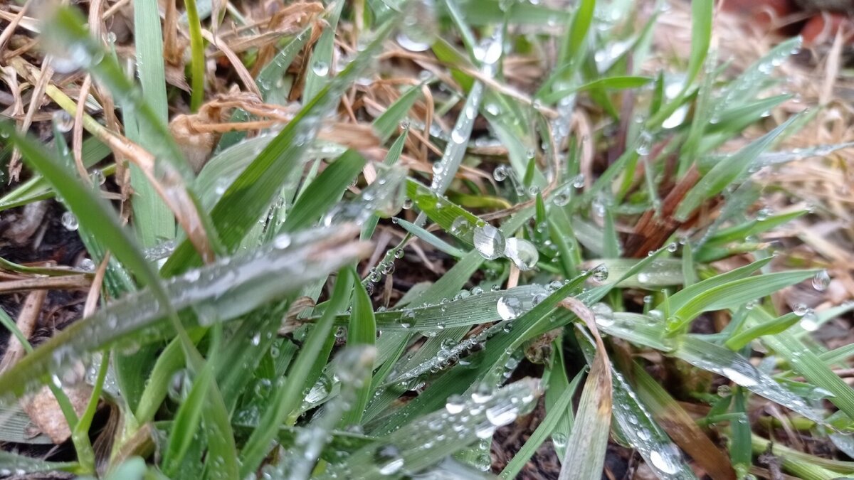    Саратовцев восхитили жуки и васильки Кумысной поляныНовости Саратова и области – Сетевое издание «Репортер64»