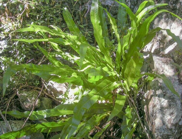    Microsorum punctatum Фото: Отметить Марафон. Собственная работа, по лицензии CC BY-SA 3.0