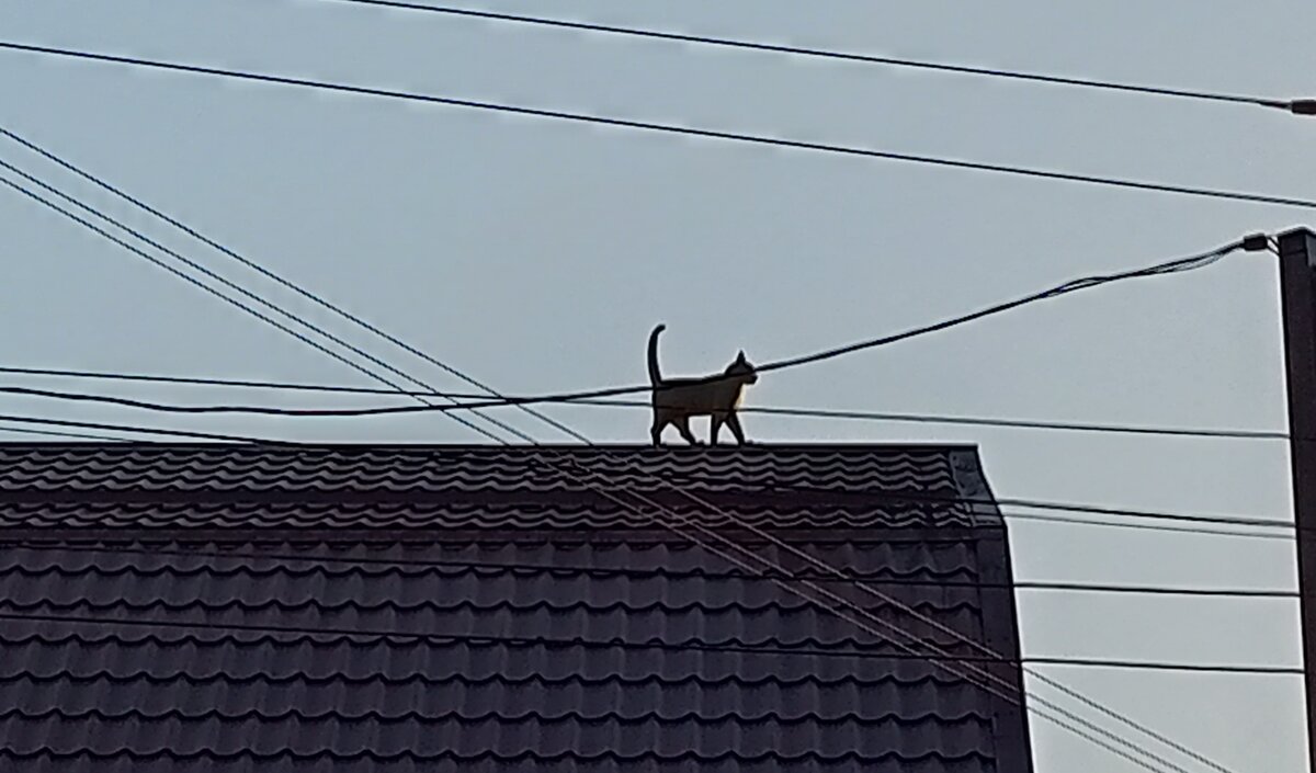 Кошка, которая гуляет сама по себе 