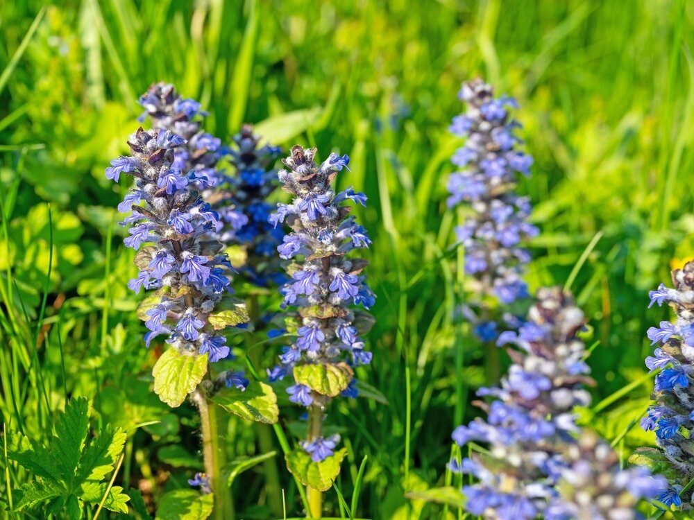    Живучка ползучая — широко распространенный почвопокровный многолетник