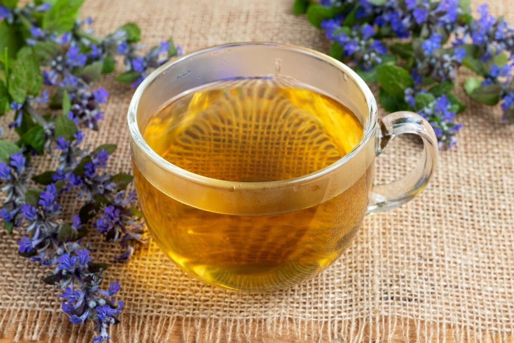    Из травы живучки ползучей готовят целебные чаи, настои и отвары