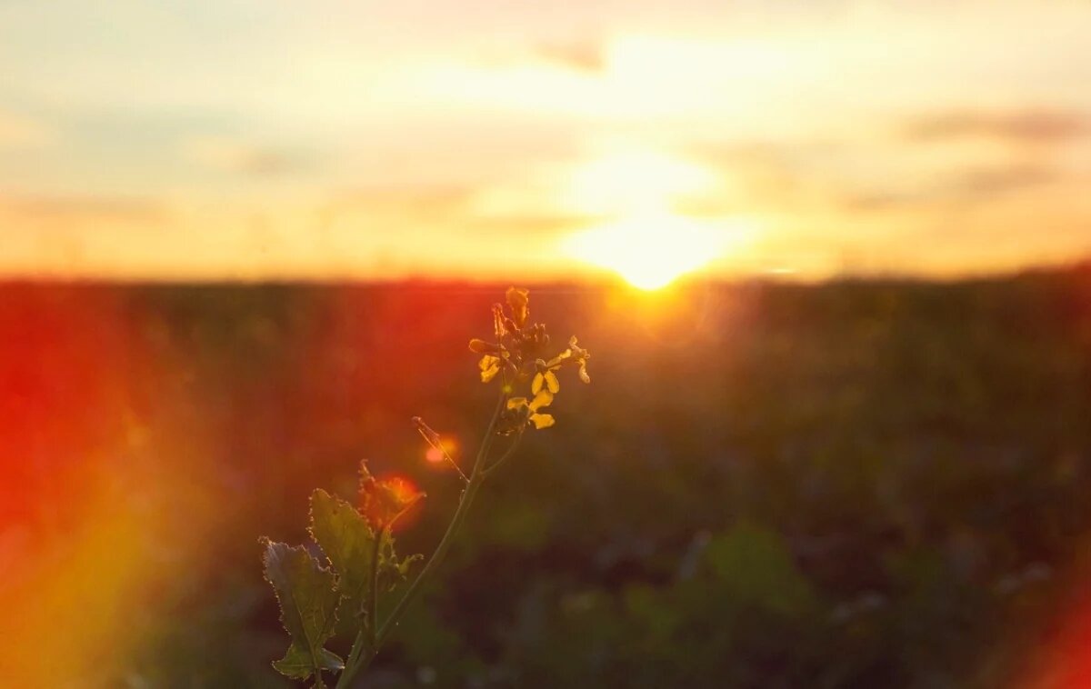    Тепло и солнечно: какая погода будет в Хабаровском крае 1 мая